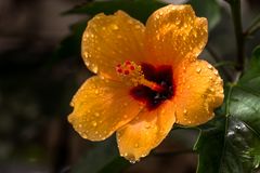 Hibiskus nach dem Regen