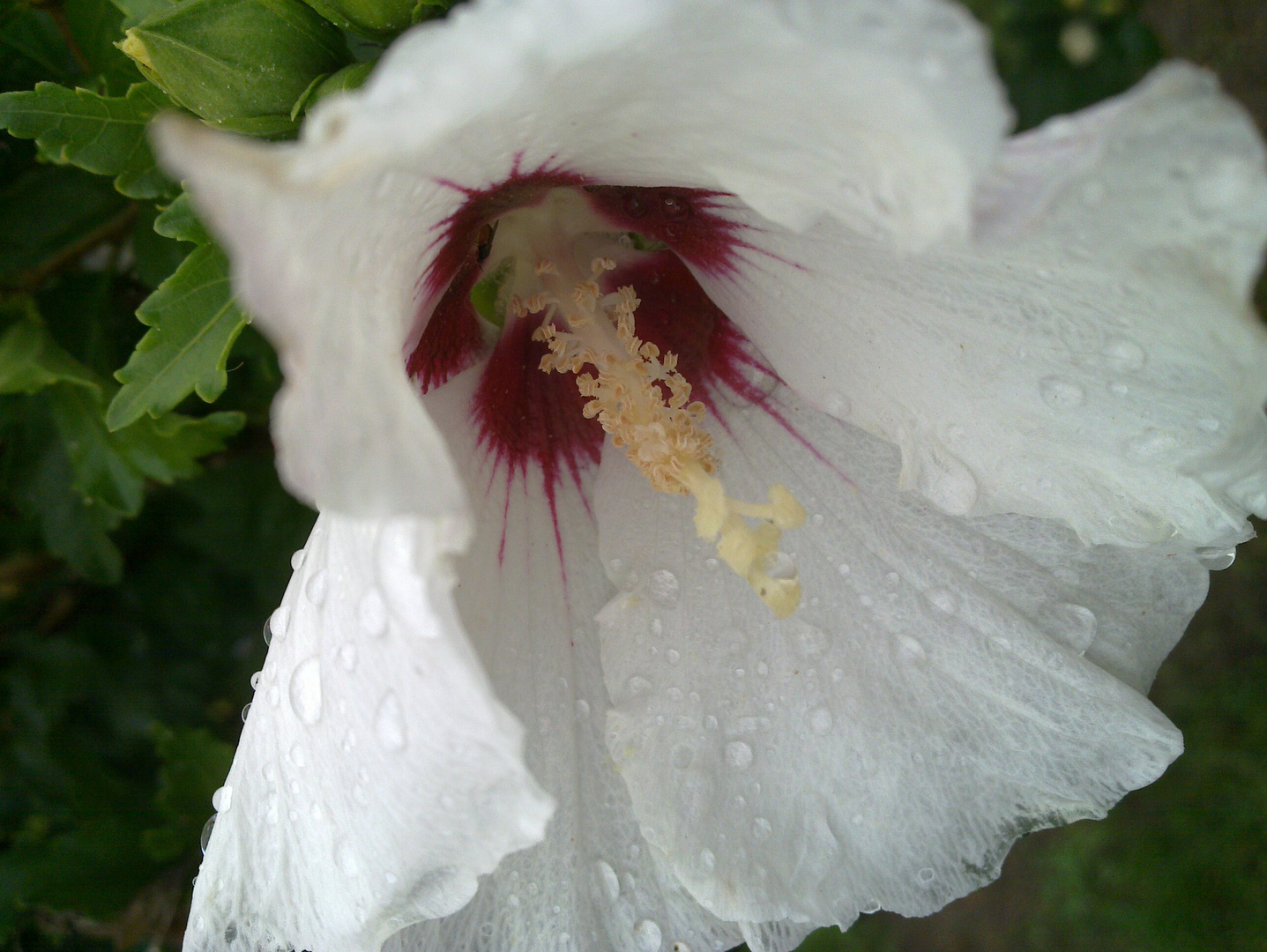 Hibiskus nach dem Regenschauer ~ N900 Serie