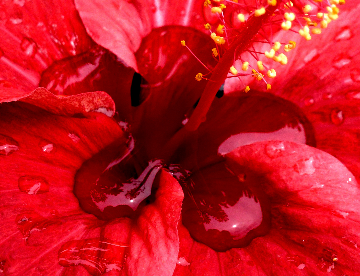 Hibiskus nach Regenschauer