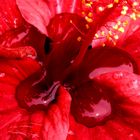 Hibiskus nach Regenschauer