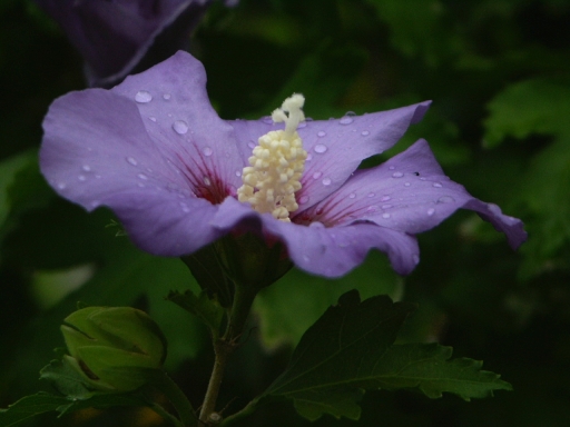 Hibiskus nach Sommerregen