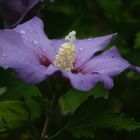 Hibiskus nach Sommerregen