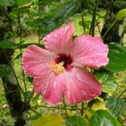 Hibiskus, naß