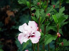 Hibiskus neu