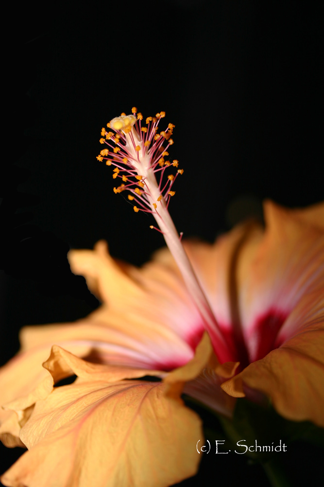 Hibiskus Nr. 3 - bearbeitet