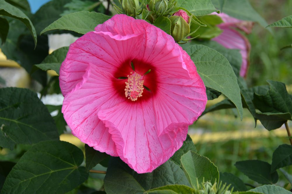 Hibiskus oder ????