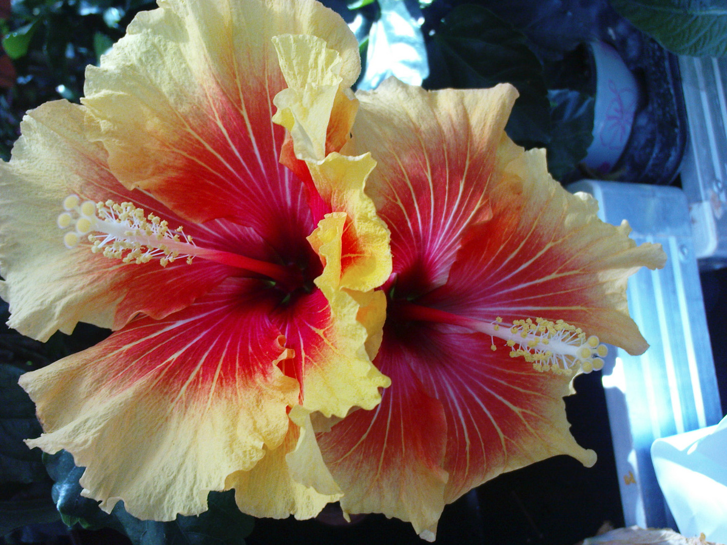 Hibiskus oder Roseneibich