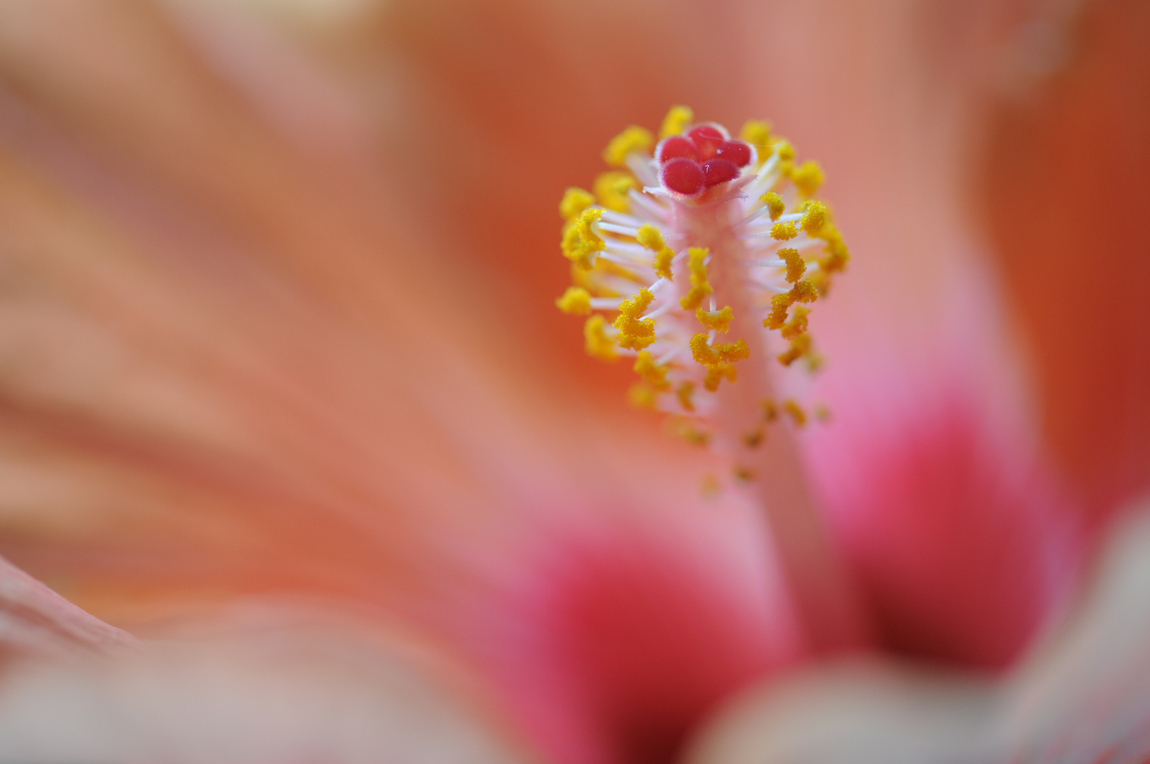 Hibiskus orange 2 (ohne Blitz)