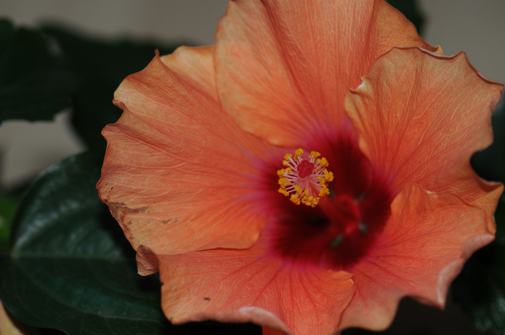 Hibiskus orange 3 (mit Blitz)