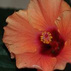 Hibiskus orange 3 (mit Blitz)