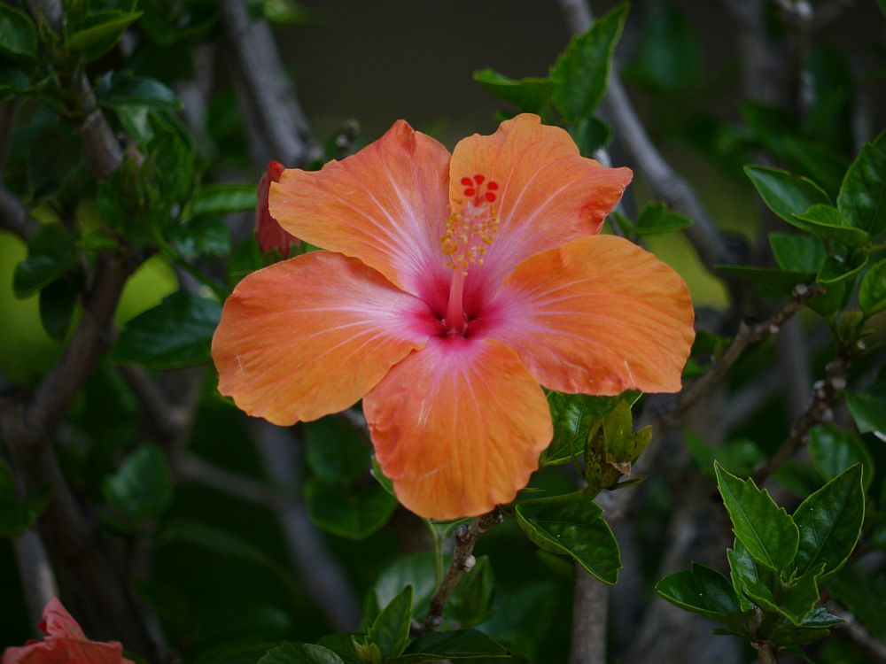 Hibiskus Orange