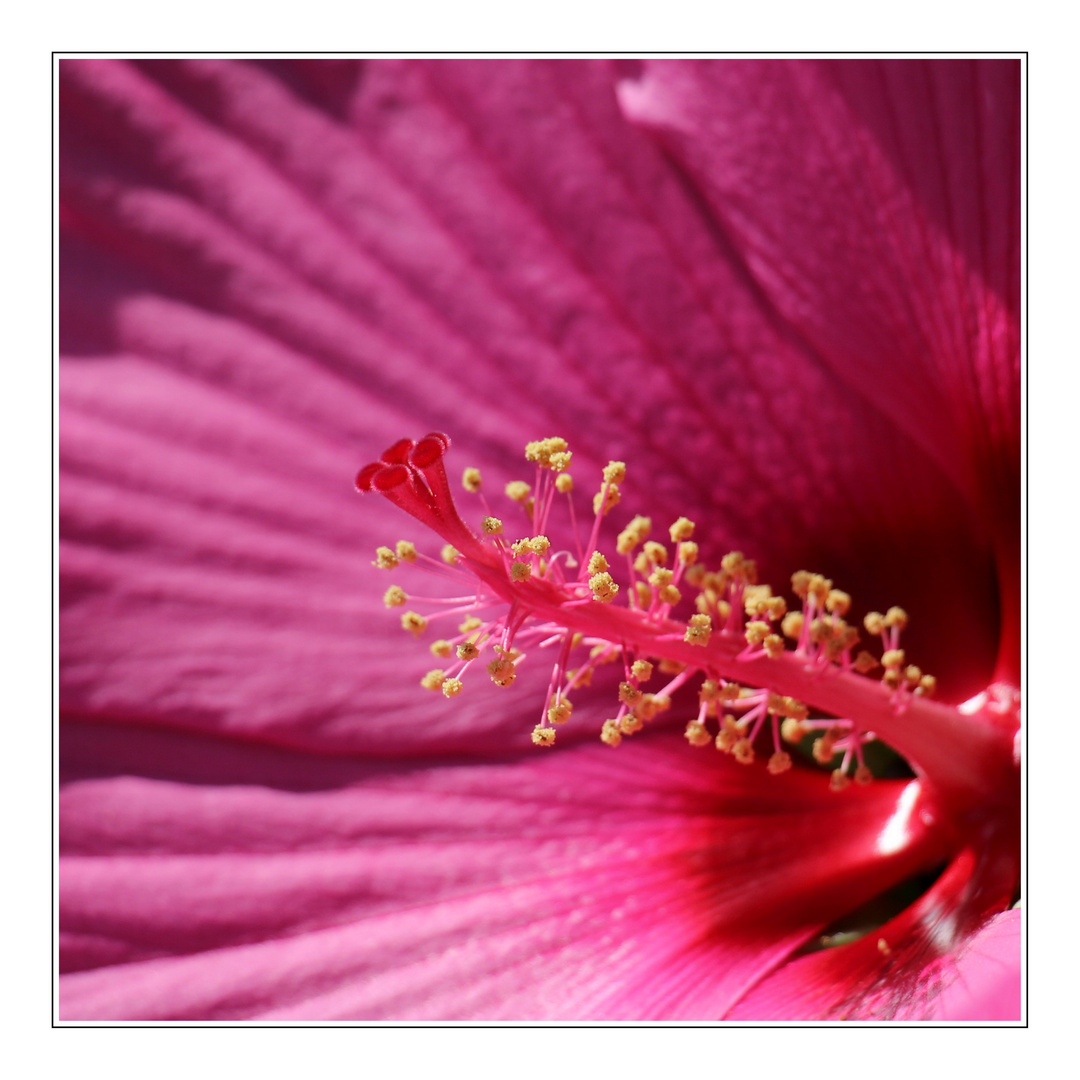 Hibiskus, pink