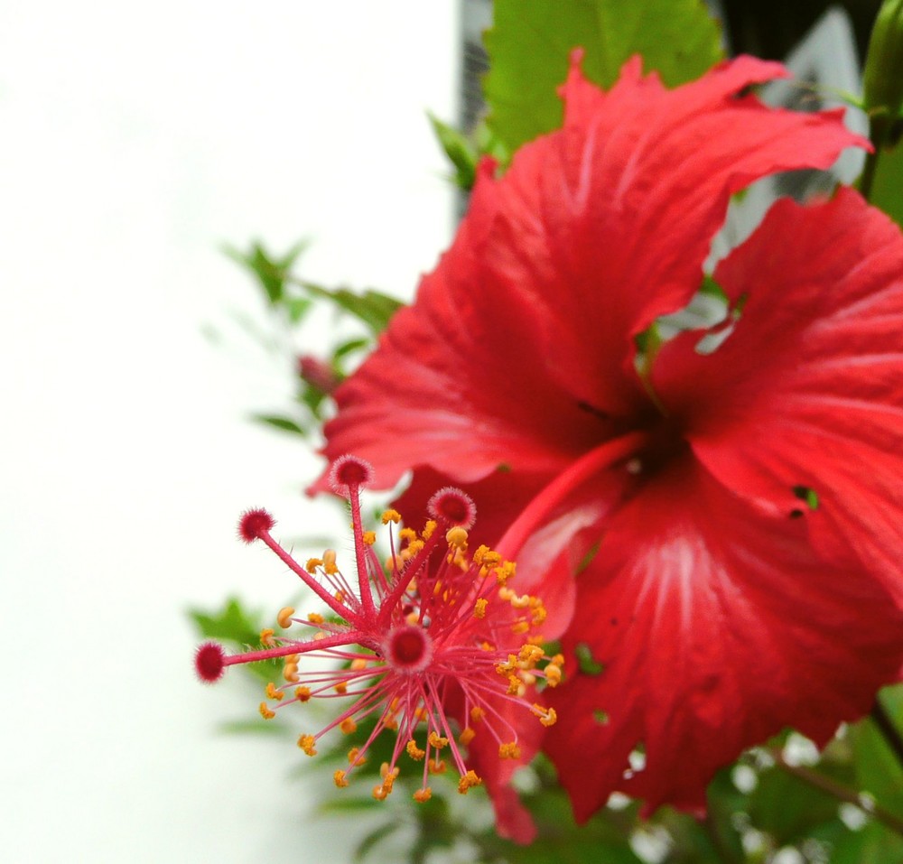 Hibiskus pur