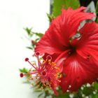 Hibiskus pur