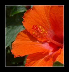 hibiskus red