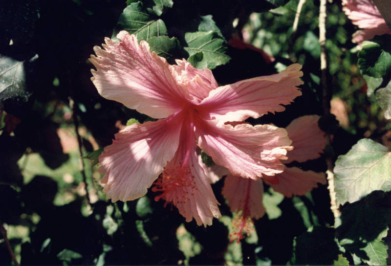 Hibiskus rosa