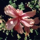 Hibiskus rosa