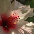 Hibiskus rosa-sinensis