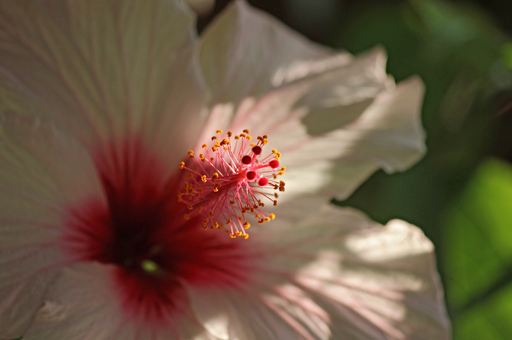 Hibiskus rosasinensis Foto & Bild pflanzen, pilze & flechten