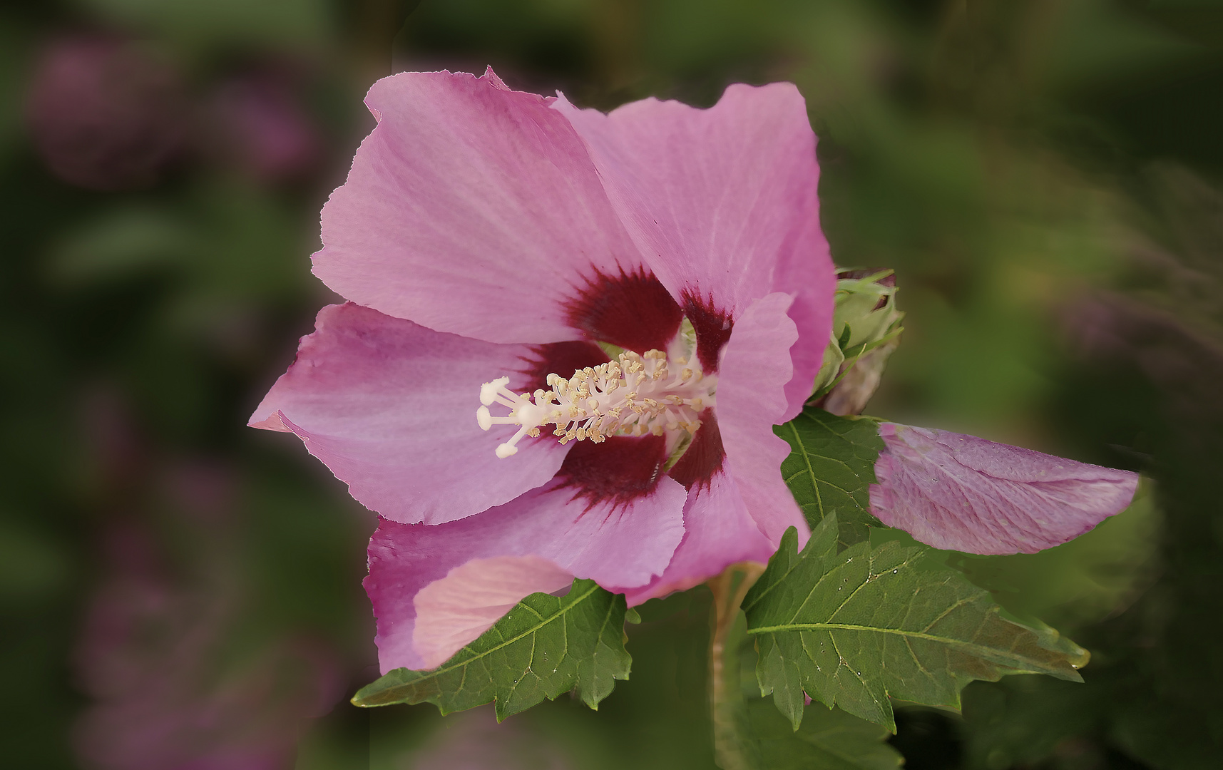 Hibiskus rosado