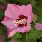 Hibiskus rosado