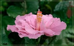 Hibiskus  rosado