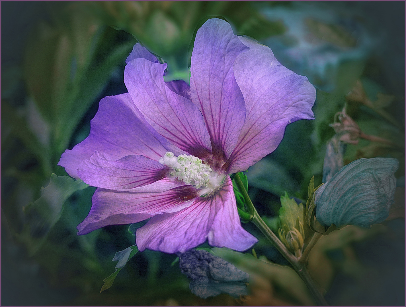 Hibiskus   rosado  