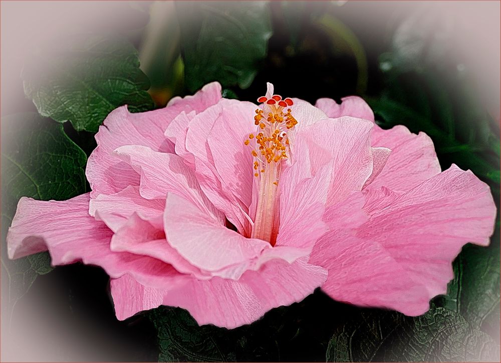 HIbiskus rosado