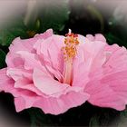 HIbiskus rosado