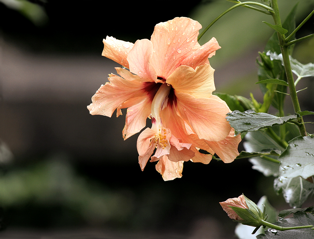 Hibiskus Rose