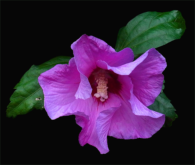 Hibiskus rot