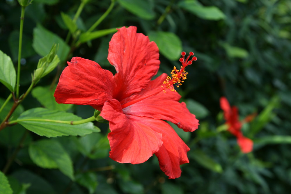 Hibiskus rot