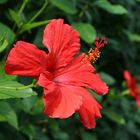 Hibiskus rot