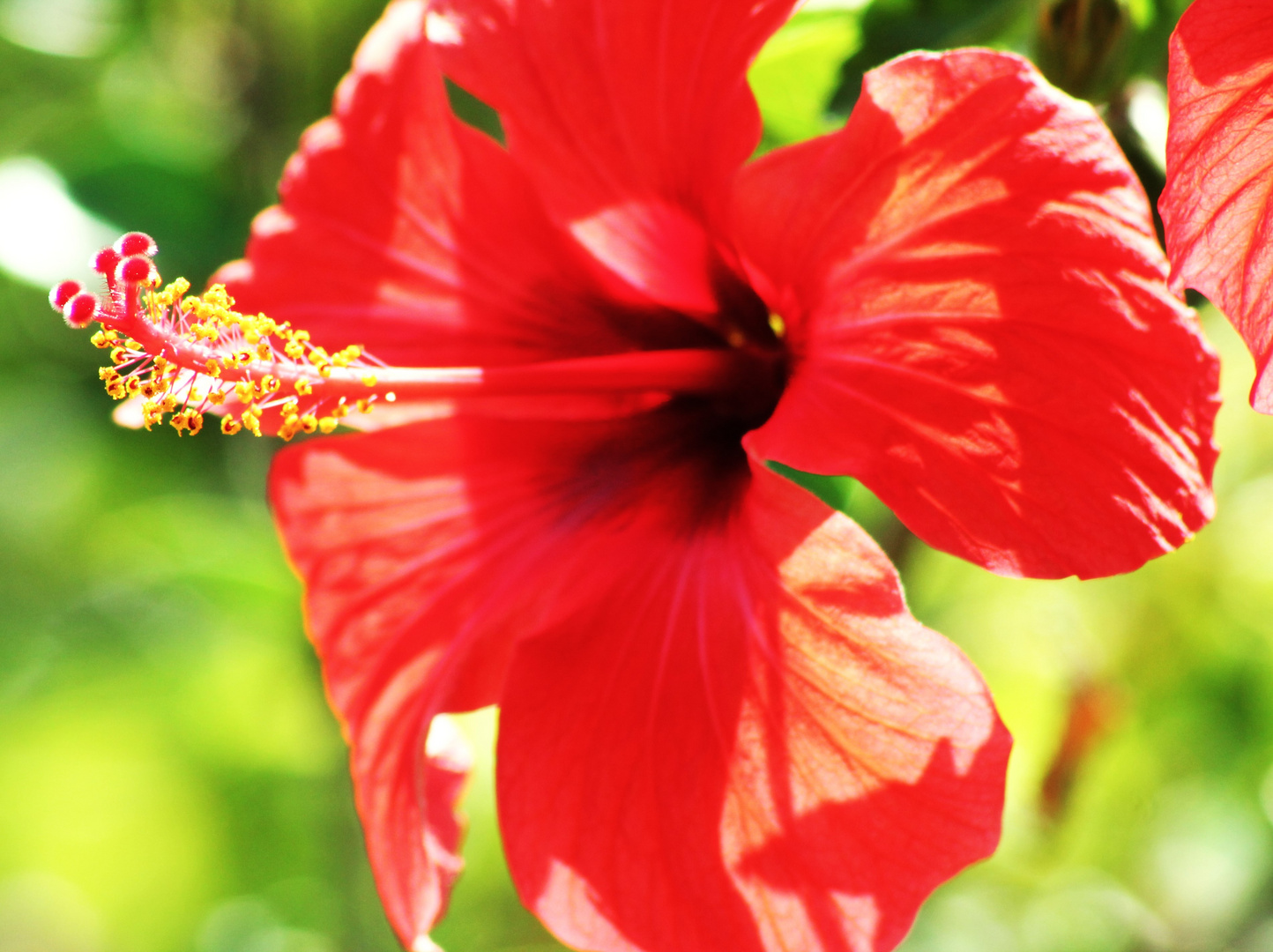 Hibiskus Schönheit