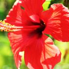 Hibiskus Schönheit