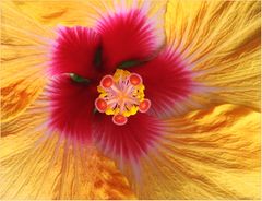 Hibiskus - Sonne ...