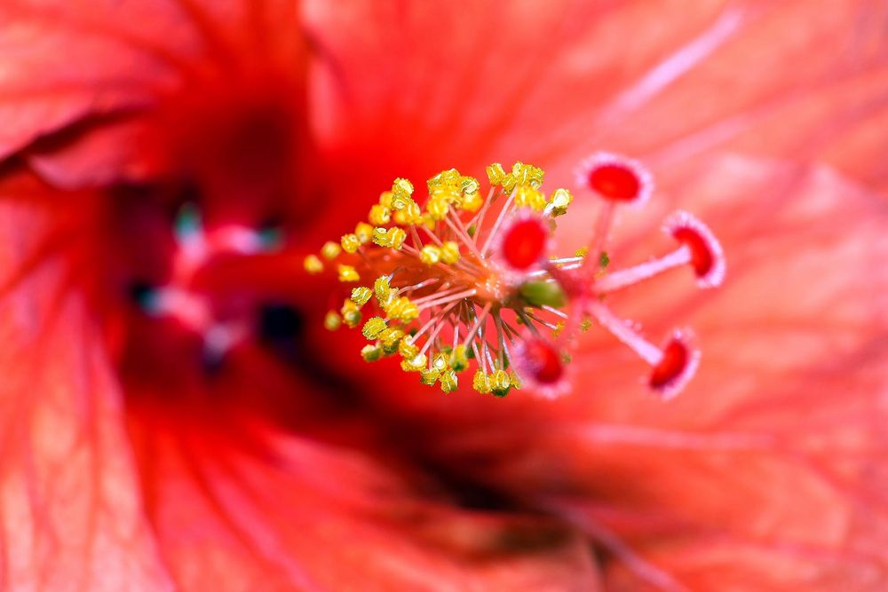 Hibiskus-Staubgefäße