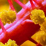 Hibiskus Staubgefäße