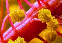 Hibiskus Staubgefäße