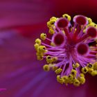 Hibiskus Staubstempel