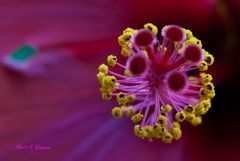 Hibiskus Staubstempel