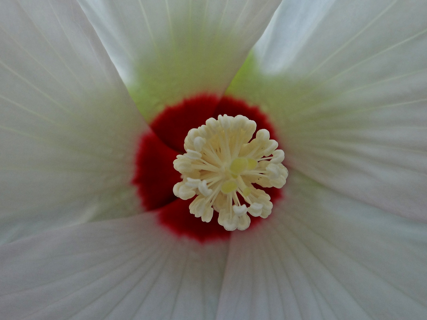 Hibiskus Stempel