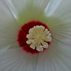 Hibiskus Stempel