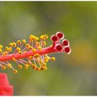 Hibiskus Stempel