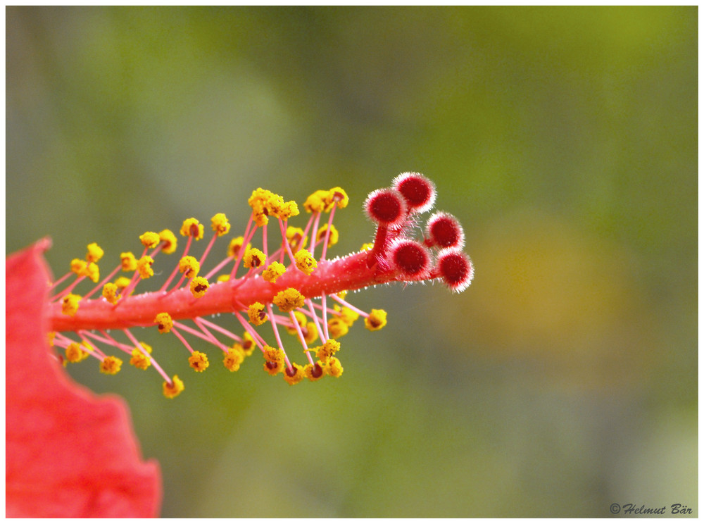 Hibiskus Stempel