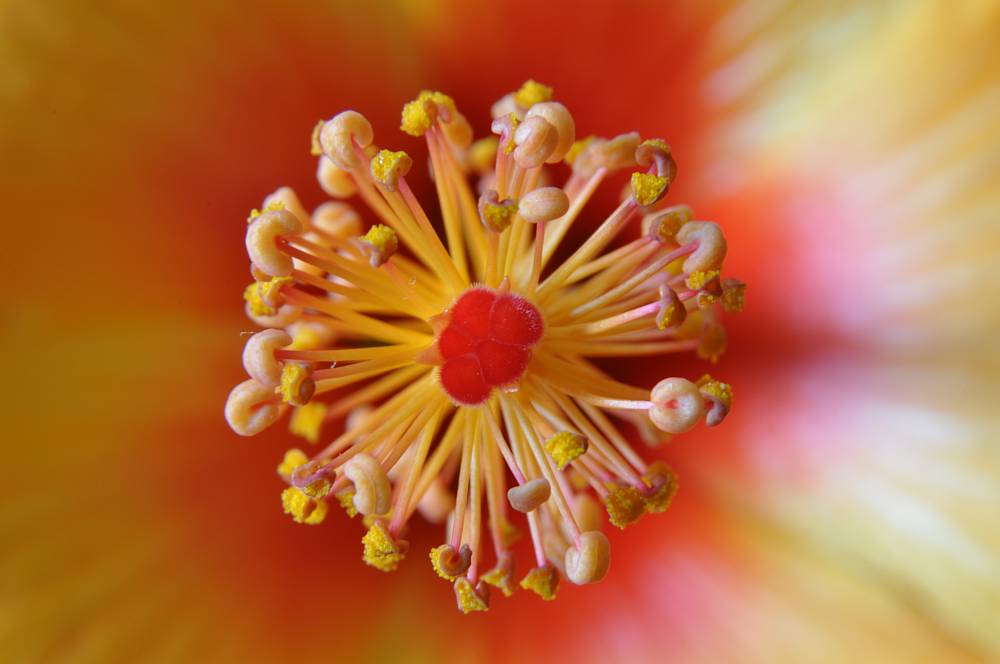 Hibiskus-Stempel