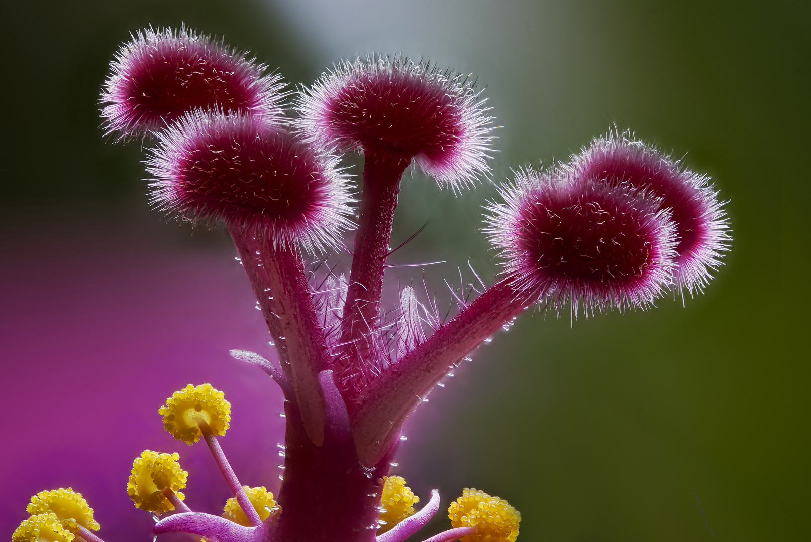 Hibiskus-Stempel