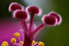 Hibiskus-Stempel