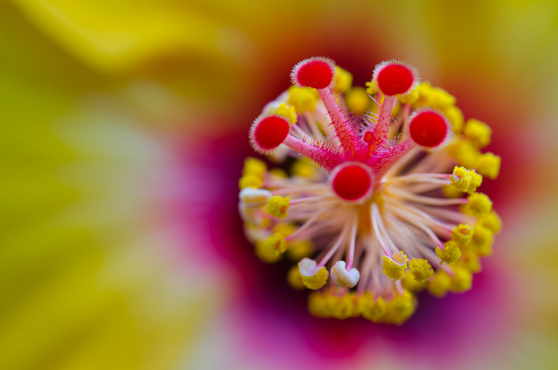 Hibiskus-Stempel