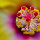 Hibiskus-Stempel